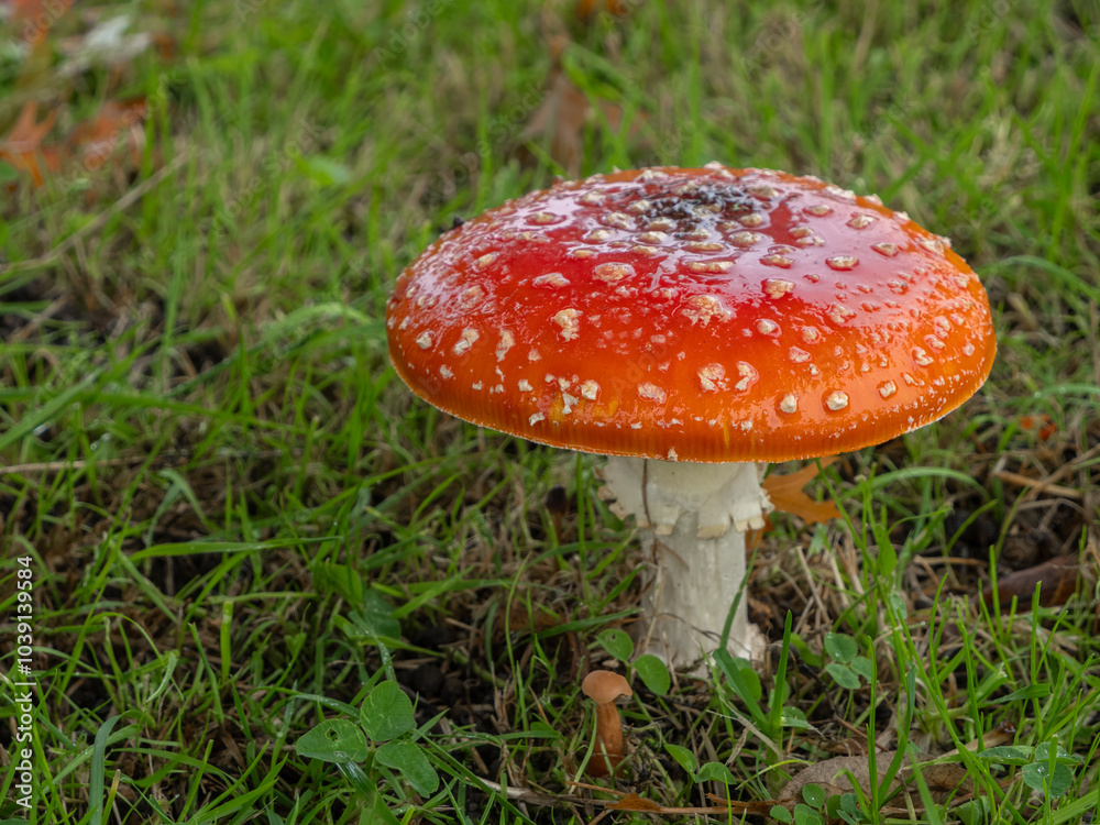 PA190508 fly agaric mushroom, Amanita muscaria, cECP 2024 PA190508 fly agaric mushroom, Amanita muscaria, cECP 2024