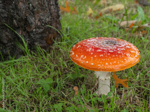 PA190519 fly agaric mushroom, Amanita muscaria, near oak tree cECP 2024