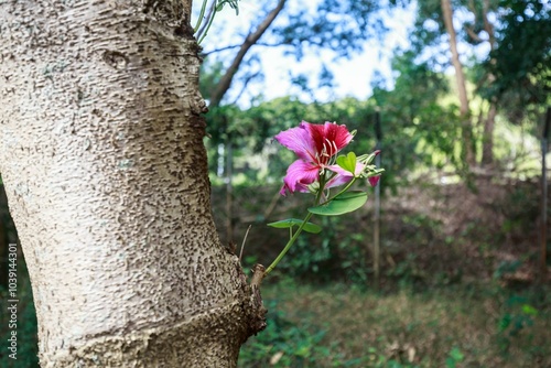 A Delicate Blossom Against the Rugged Bark photo