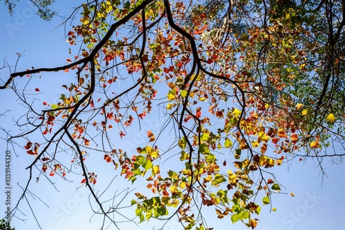 Autumn's Tapestry: A Symphony of Colors in the Canopy