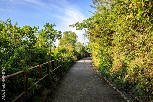 Serene Path Winding Through Lush Green Foliage