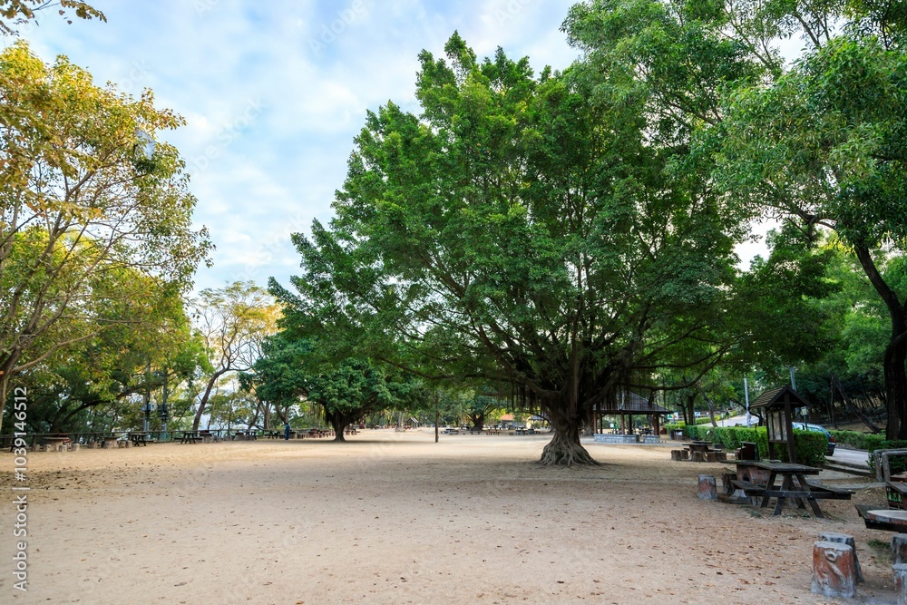 Spacious Park with Large Trees and Picnic Tables on a Clear Day Spacious Park with Large Trees and Picnic Tables on a Clear Day