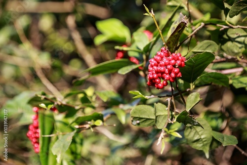 Bright Red Berries on a Green Leafy Shrub