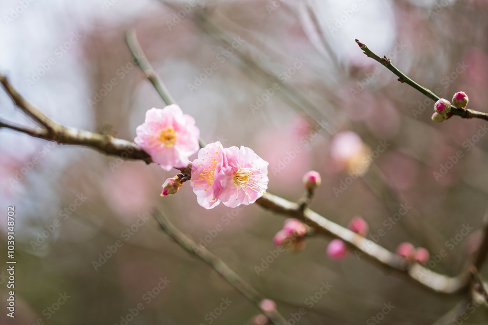 Beautiful Plum Blossoms Blooming in Springtime Beautiful Plum Blossoms Blooming in Springtime