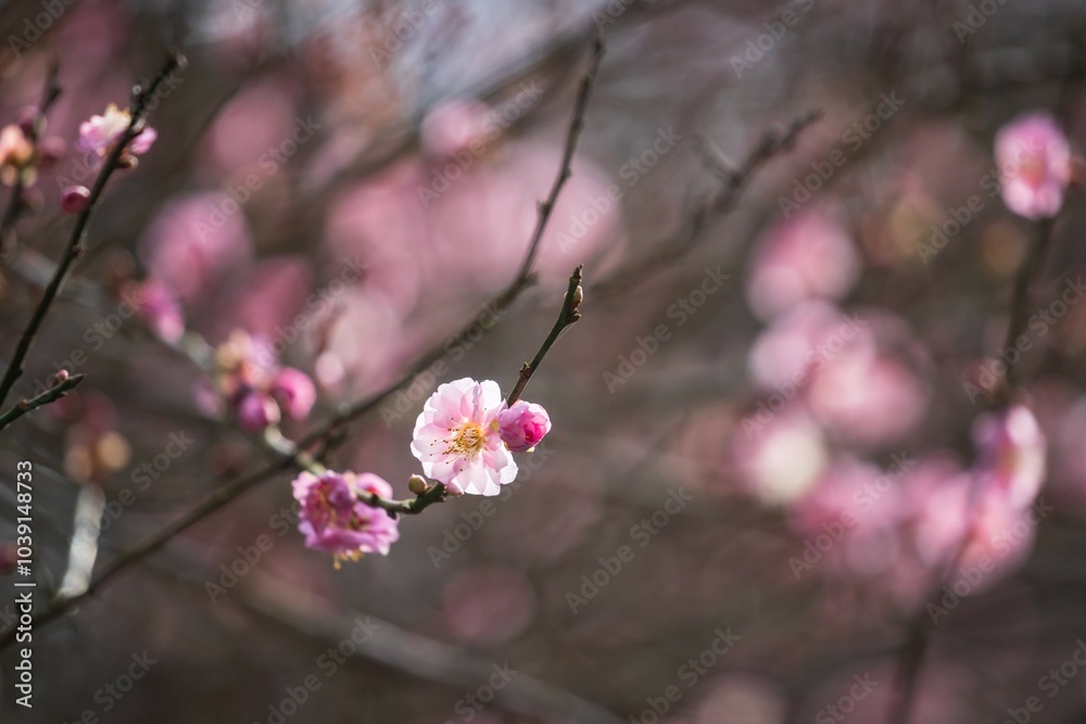 Beautiful Plum Blossoms Blooming in Springtime Beautiful Plum Blossoms Blooming in Springtime