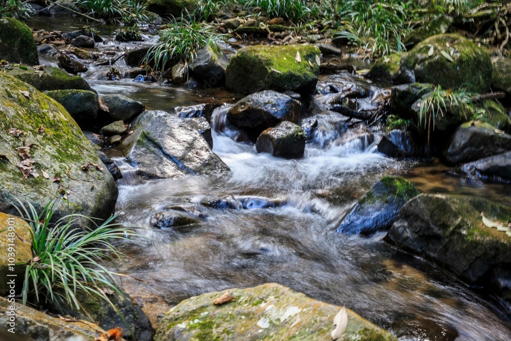 Flowing Stream through a Lush Forest Landscape Flowing Stream through a Lush Forest Landscape