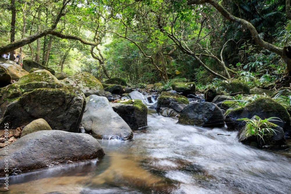 Flowing Stream through a Lush Forest Landscape Flowing Stream through a Lush Forest Landscape