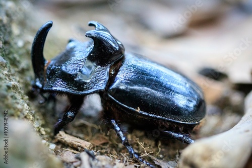 The Rhinoceros Beetle in its Natural Habitat photo