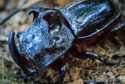 The Rhinoceros Beetle in its Natural Habitat photo