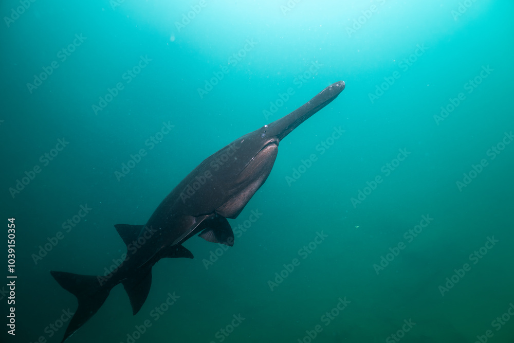 Fototapeta premium Dark colored paddlefish in a lake