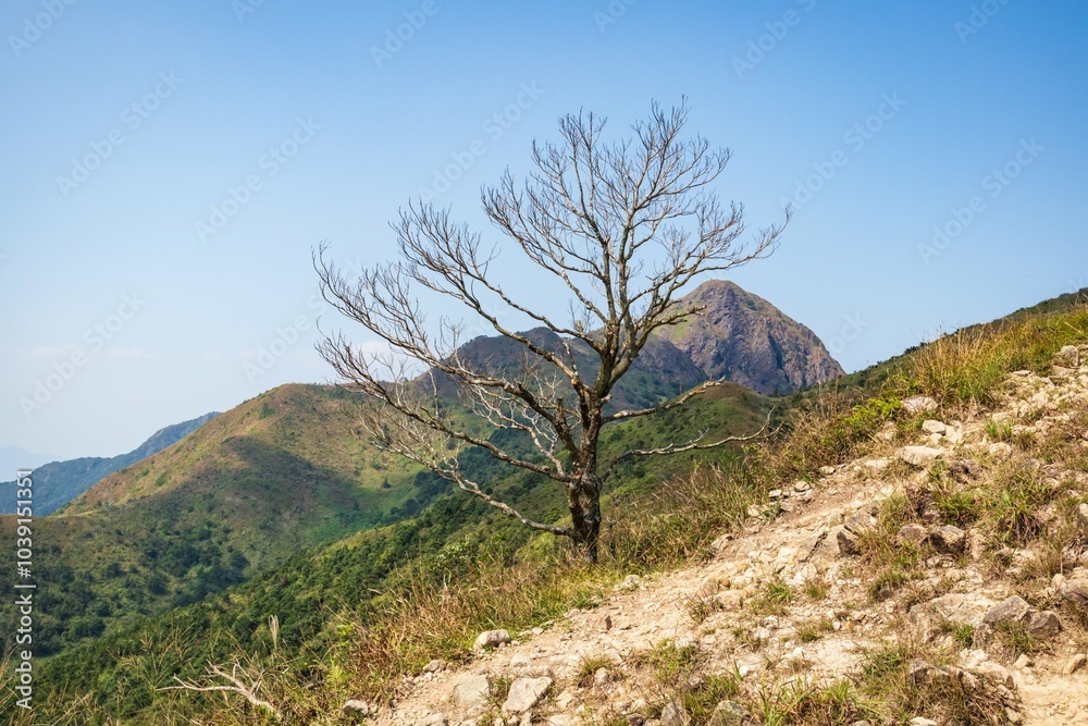Solitary Tree on a Rocky Mountain Slope Solitary Tree on a Rocky Mountain Slope