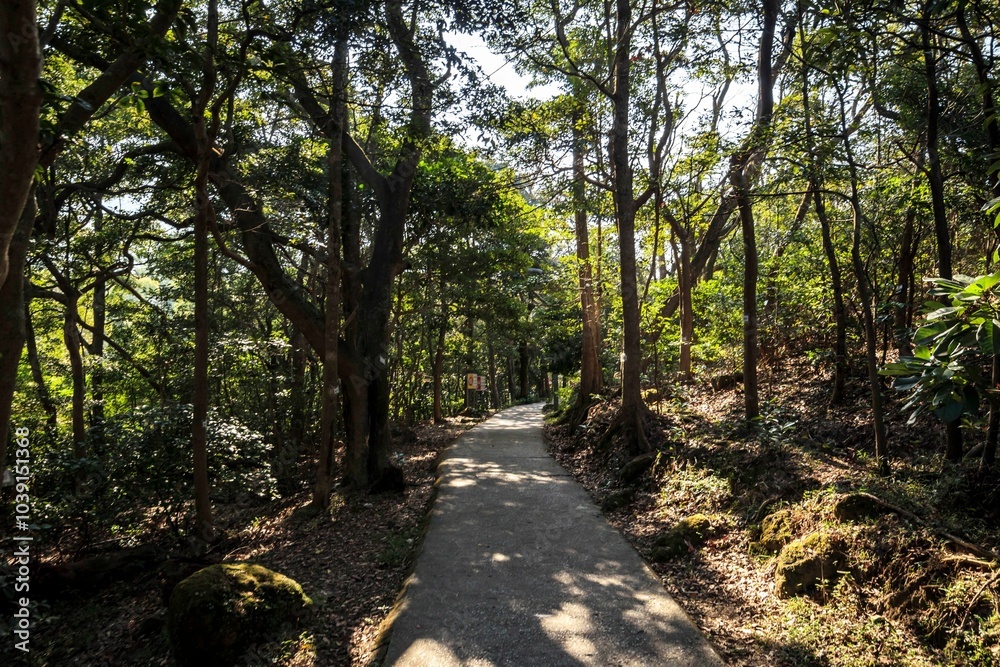 Stone Pathway Leading Through Lush Green Forest Trail, Hong Kong Stone Pathway Leading Through Lush Green Forest Trail, Hong Kong