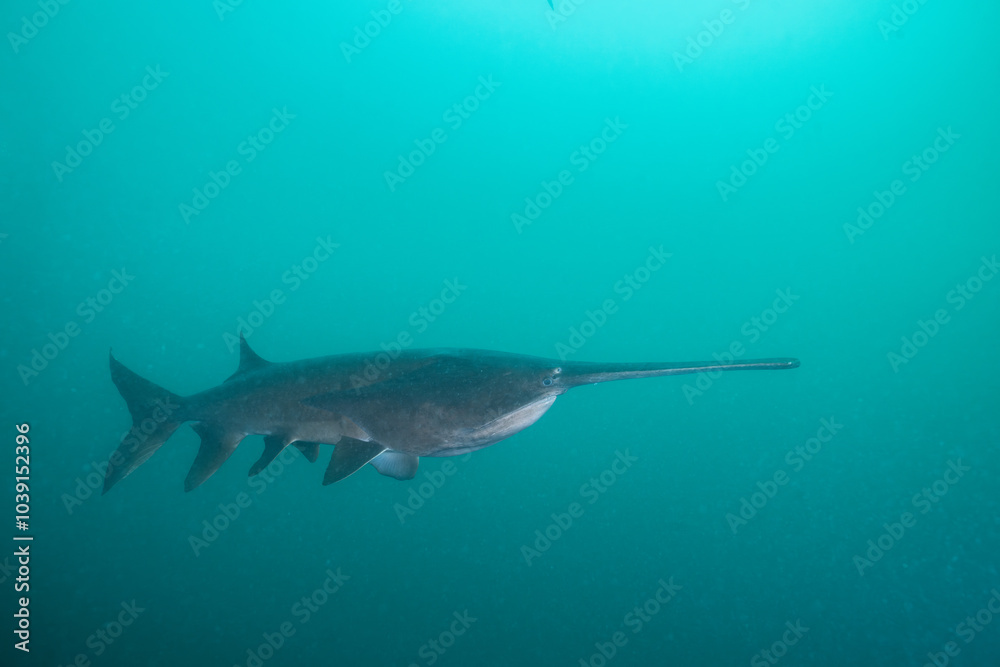 Obraz premium American paddlefish swimming in clear blue lake