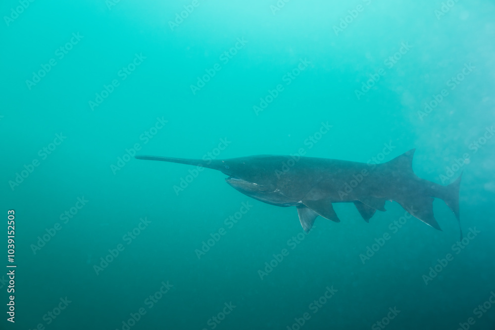 Fototapeta premium American paddlefish swimming in blue lake with mouth closed