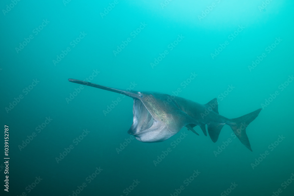 Fototapeta premium American paddlefish feeding on plankton in lake