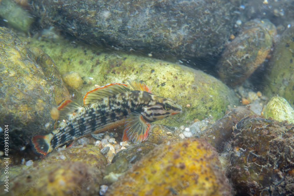 Redline darter displaying on a riverbed Redline darter displaying on a riverbed