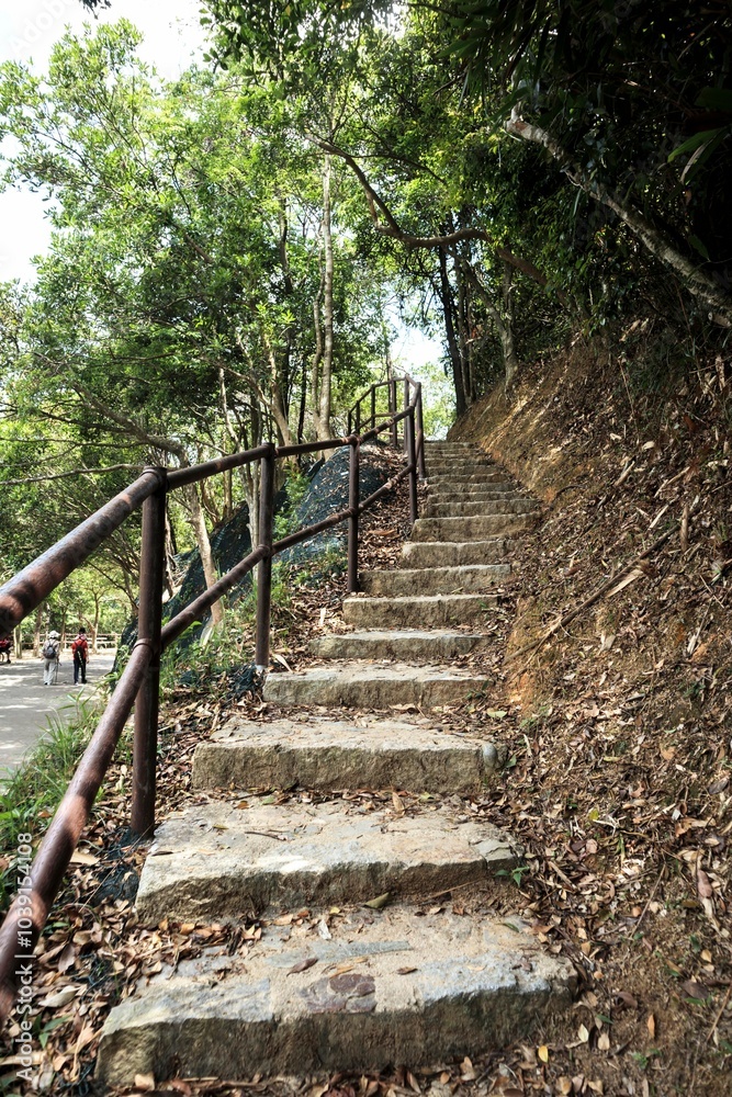 Stone Staircase Leading Through a Forest Path Stone Staircase Leading Through a Forest Path