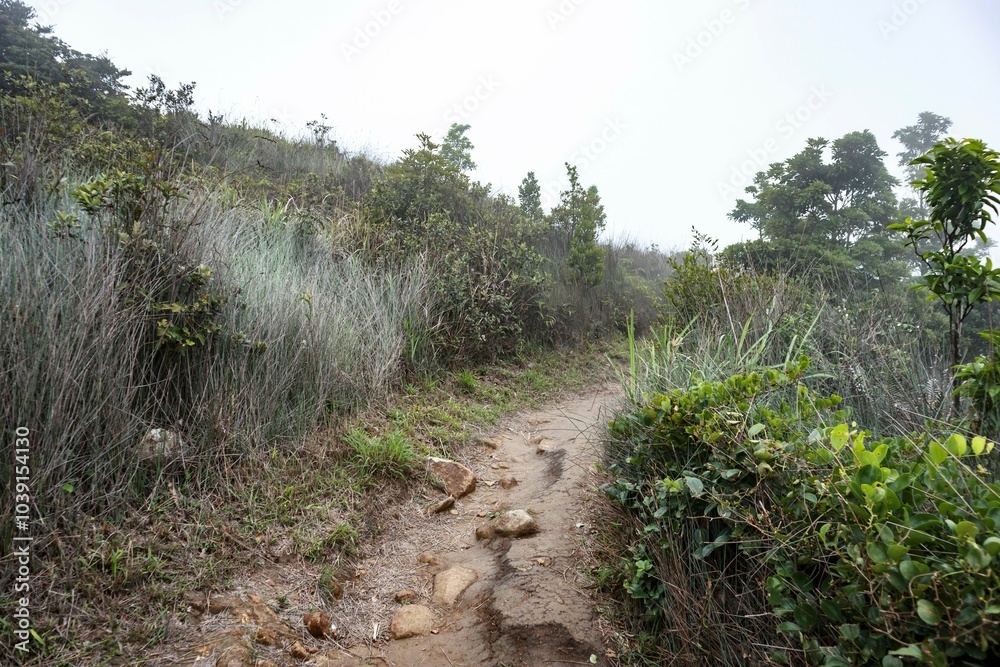 Misty Mountain Trail Through Dense Vegetation Misty Mountain Trail Through Dense Vegetation
