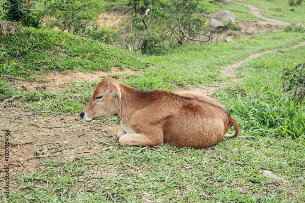 Brown Cow Grazing in a Lush Green Field Brown Cow Grazing in a Lush Green Field