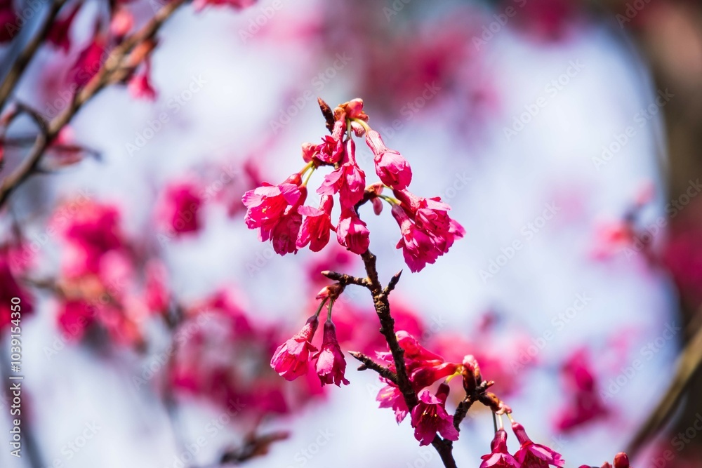 Beautiful Pink Cherry Blossoms Against a Clear Sky Beautiful Pink Cherry Blossoms Against a Clear Sky