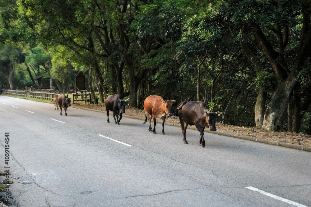 Herd of Cows Crossing a Road in a Forest Herd of Cows Crossing a Road in a Forest