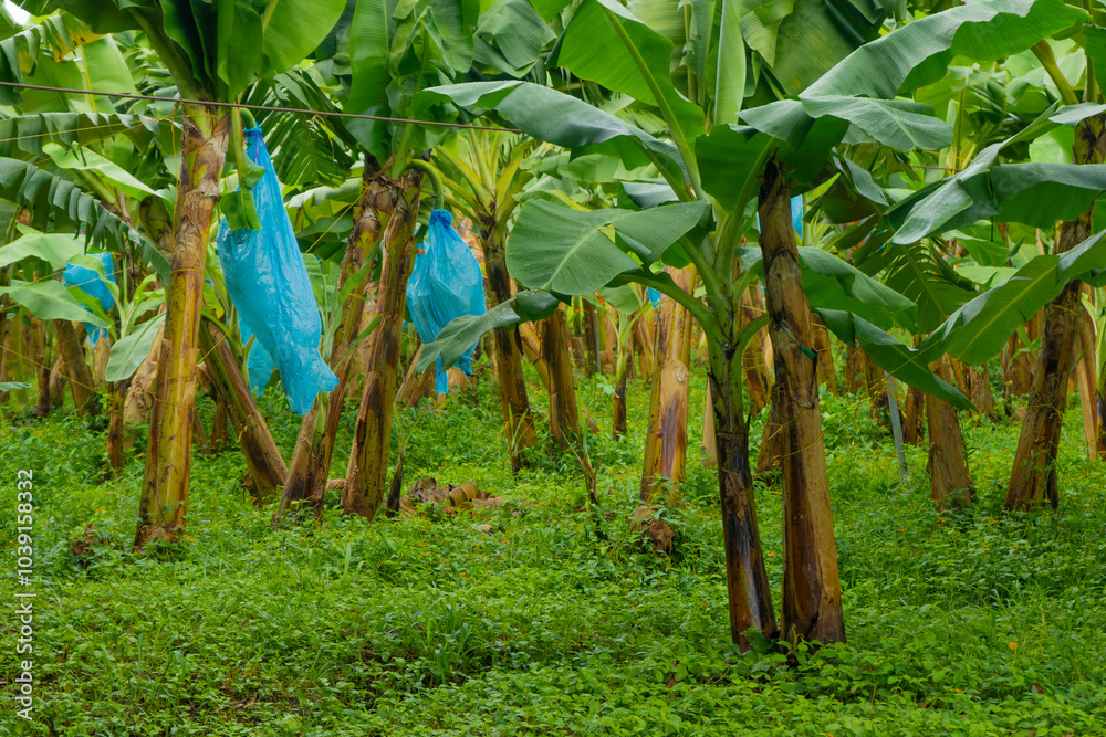 Fototapeta premium Green bananas tree hanging at harvest