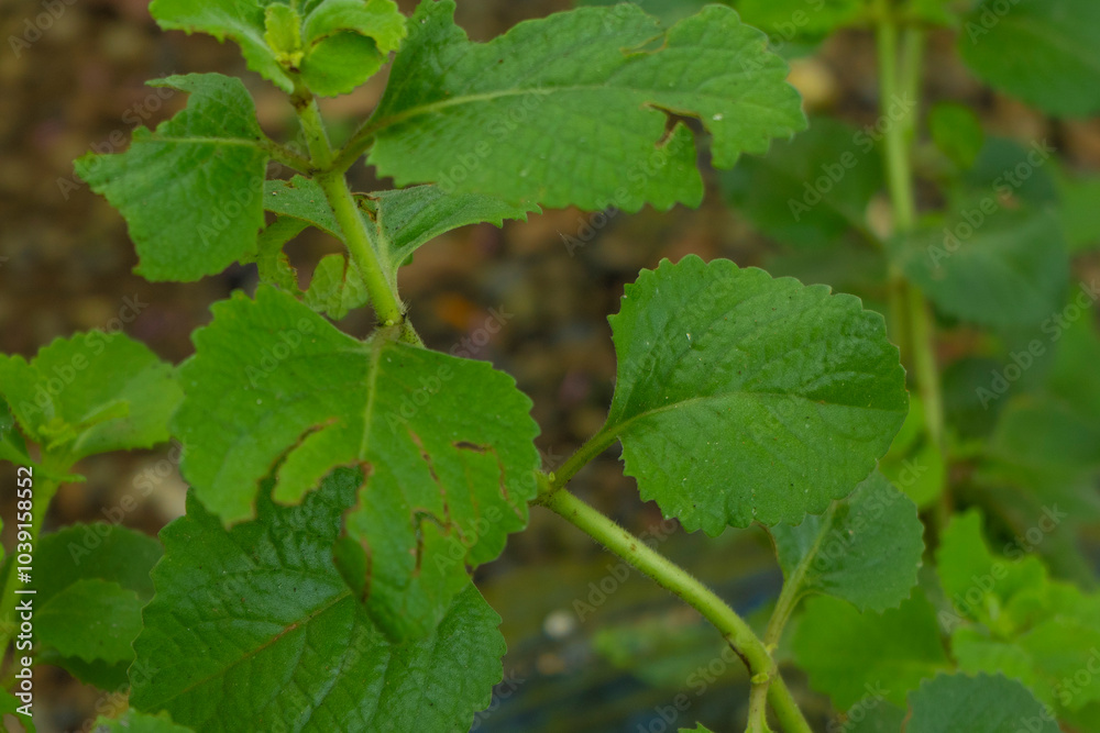 Oregano plant that grows in a garden Oregano plant that grows in a garden