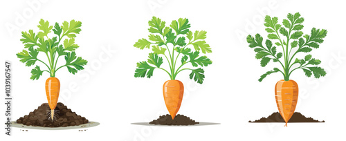 carrots on white background