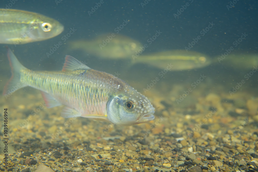 Fototapeta premium School of striped shiner in a creek