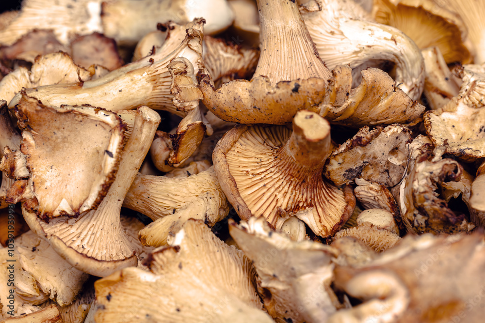 Autumn harvest of chanterelle mushrooms in Tuscany showcases the region's rich seasonal bounty and culinary delights