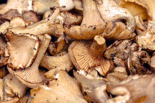 Obraz na płótnie Autumn harvest of chanterelle mushrooms in Tuscany showcases the region's rich seasonal bounty and culinary delights w salonie