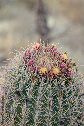 Barrel Cactus with Budding Flowers