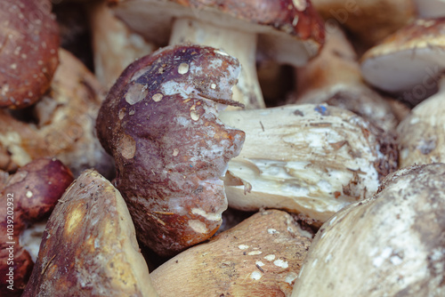 Obraz na płótnie Freshly picked porcini mushrooms rest in a wooden basket, showcasing their earthy hues and textures, reflecting the essence of Toscana's autumn harvest. w salonie