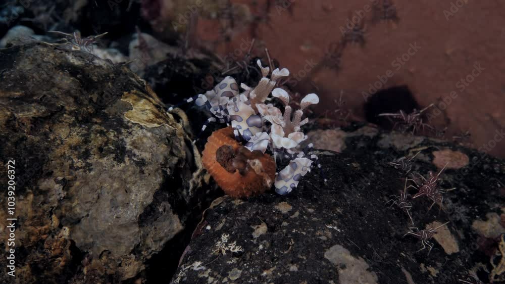 A couple of Harlequin shrimps - Hymenocera picta are feeding on a starfish. Underwater macro life of Tulamben, Bali, Indonesia. 4k video. A couple of Harlequin shrimps - Hymenocera picta are feeding on a starfish. Underwater macro life of Tulamben, Bali, Indonesia. 4k video.