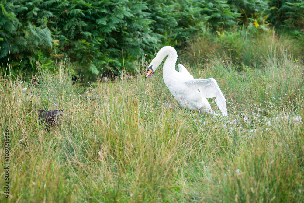 Obraz premium Swans in Bradgate Park in the UK