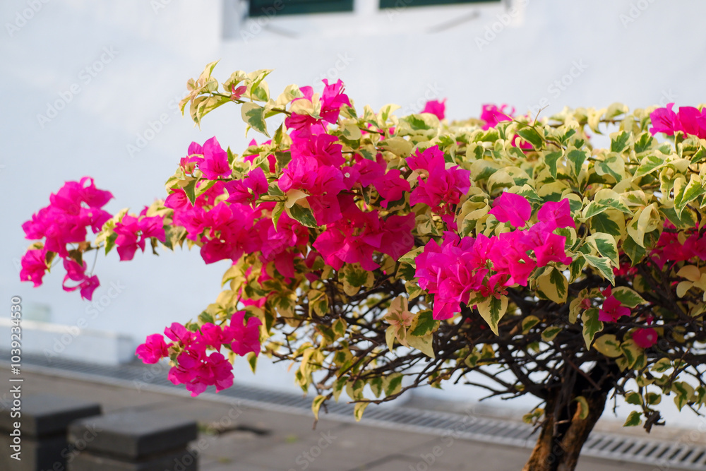 Obraz premium Bougainvillea flowers blooming
