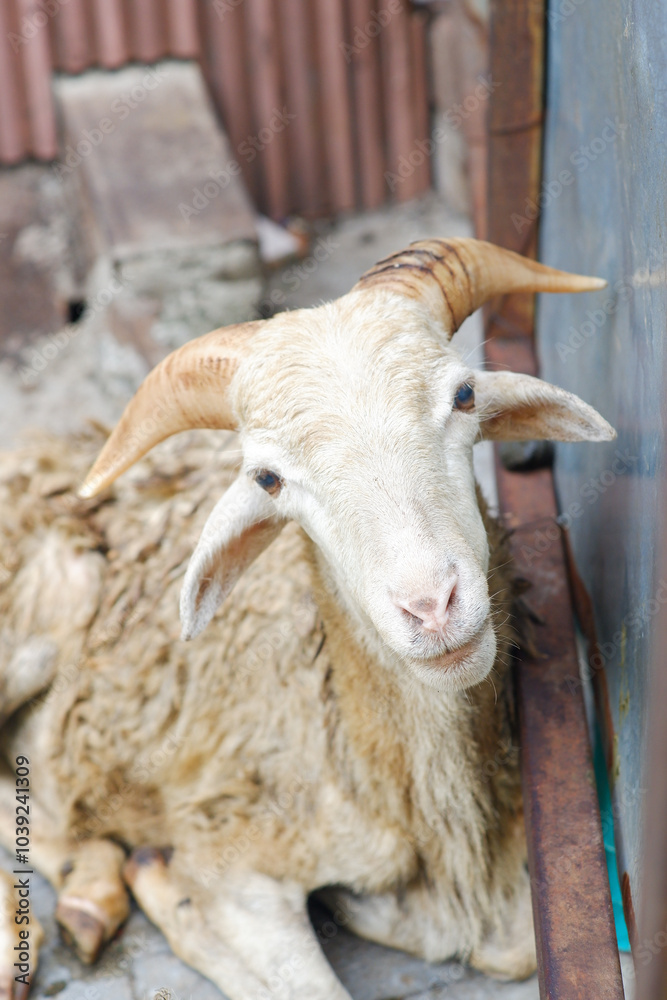 Fototapeta premium portrait of a goat