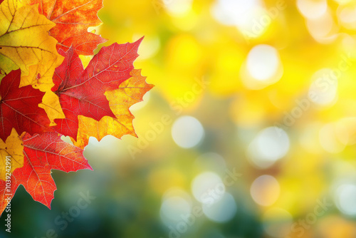 Autumn template with red maple leaves and sunlight