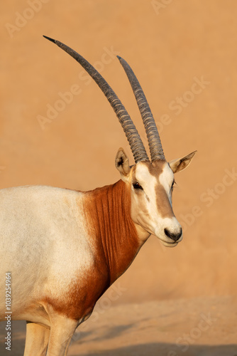 Portrait of an endangered scimitar-horned oryx (Oryx dammah), North Africa.