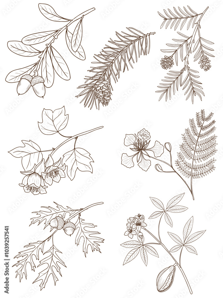 vector drawing branches of trees with leaves, flowers and cones isolated at white background, hand drawn vintage illustration vector drawing branches of trees with leaves, flowers and cones isolated at white background, hand drawn vintage illustration
