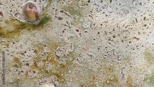 Tubifex worms burrow in the sandy sediment of a shallow ditch, thriving in their aquatic habitat and playing a crucial role in the ecosystem photo