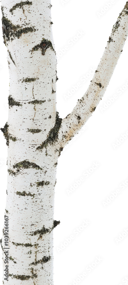 Naklejka premium White birch bark texture