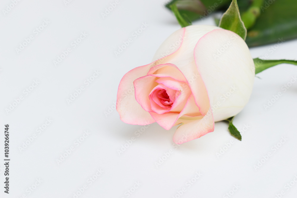 Fototapeta premium beautiful pink rose flower isolated on white background, valentine day
