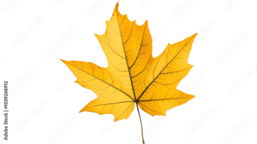 A single yellow maple leaf against a white background. A single yellow maple leaf against a white background.