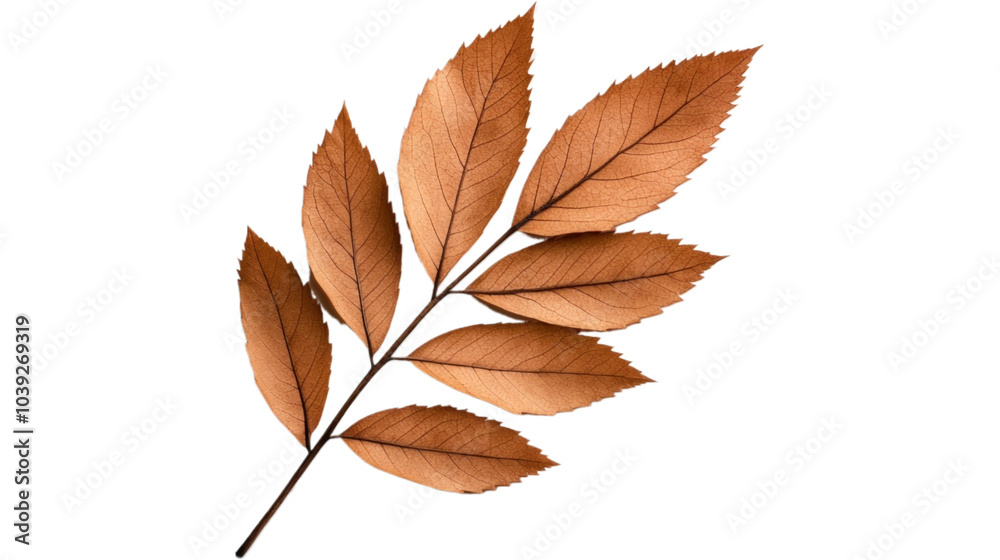 Fototapeta premium A branch with dried leaves on a white background.