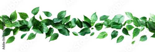 Wallpaper Mural Green leaves falling from a tree, isolated on a white background. Torontodigital.ca