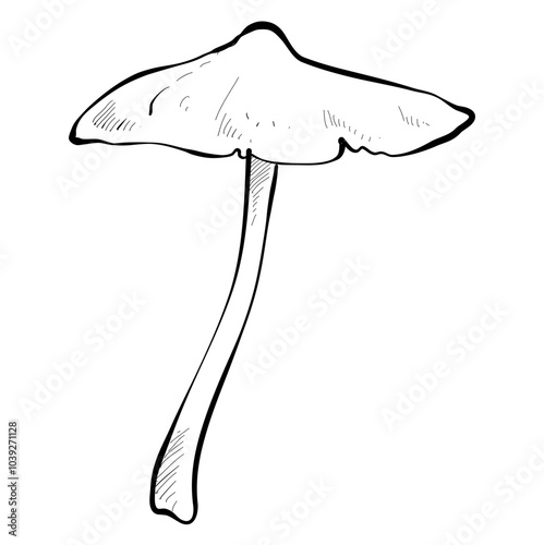 mushroom handdrawn illustration