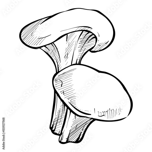 hiratake mushroom handdrawn illustration