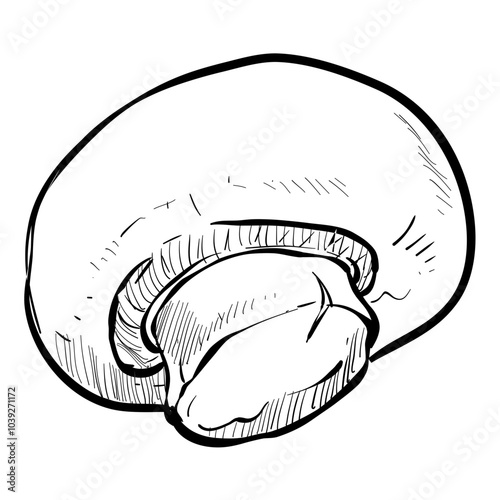 champignon mushroom handdrawn illustration