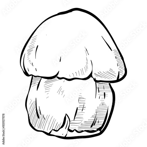 boletus mushroom handdrawn illustration